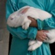 Expériences sur animaux et leur légitimation
